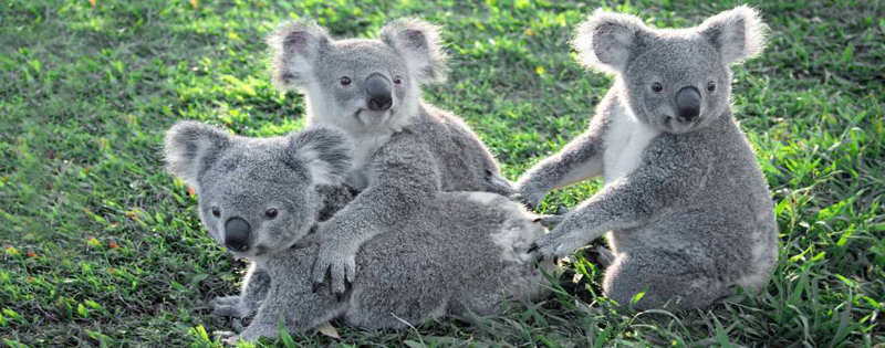 Lone Pine Koala Sanctuary